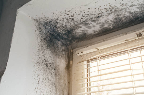 Affordable Attic Mold Removal solutions in Knoxville, MD